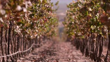 Go with your palate, behind the name - late season vineyard shot between two rows