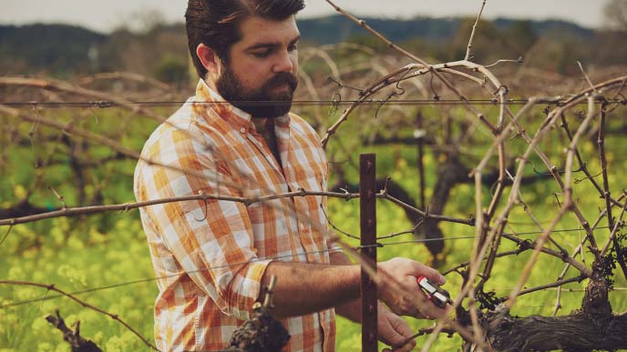 Joe Wagner trimming grape vines