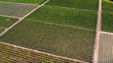 Go with your palate, patchwork of Napa - aerial shot of rows of Napa vineyards