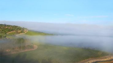 Quilt Valley Chardonnay Image - fog rolling over a green valley