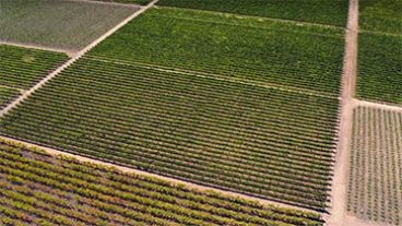 Quilt reserve thumbnail - aerial photo of vineyards